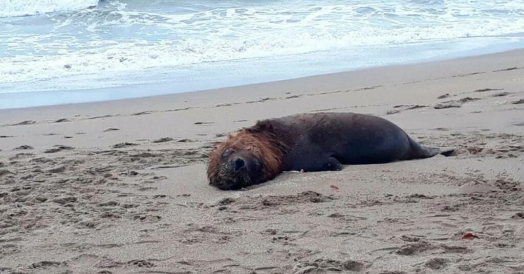Chile confirmó el hallazgo de más de 70 lobos marinos muertos en una isla y no descartan “influenza aviar”