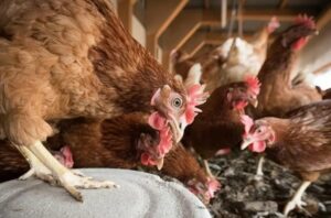 Chile detecta primer caso de gripe aviar en aves de corral y para exportación - AlbertoNews