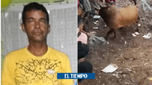 Corralejas de Arjona: hombre murió tras ser corneado por un toro - Otras Ciudades - Colombia
