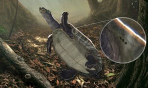 Descubren en Colombia el fósil de una especie de tortuga nunca antes vista de hace 13 millones de años | Diario El Luchador