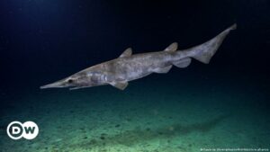 El hallazgo de un raro tiburón duende en el Mediterráneo se trataría en realidad de un juguete | Ciencia y Ecología | DW
