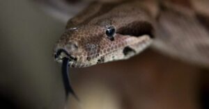 Evolución: cómo cambian de tamaño y forma las serpientes según su hábitat