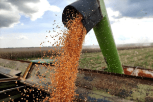 Guárico plantea sembrar 250 mil hectáreas de cereales para el ciclo invierno 2023 |