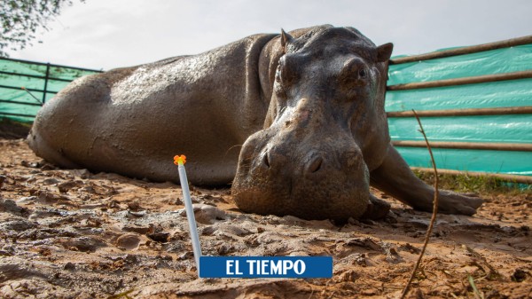 Hipopótamos de Pablo Escobar serán enviados a México - Medellín - Colombia