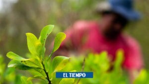 Hoja de coca ha bajado dramáticamente su precio en el Cauca - Otras Ciudades - Colombia