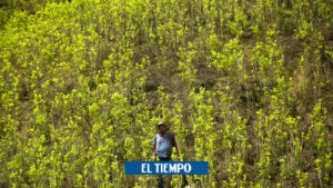 Hoja de coca: lo que se esconde tras la caída del precio en el mercado - Otras Ciudades - Colombia