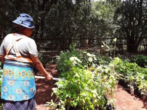 Kenia margina cultivos nativos resistentes al clima pese a la crisis