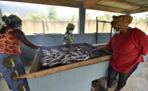La FAO impulsa cadenas de valor en la pesca de países ACP