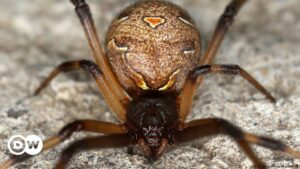 La araña viuda negra está desapareciendo del sur de Estados Unidos debido a que la viuda marrón le está dando caza | Ciencia y Ecología | DW