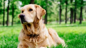 La ciencia respondió cómo vivirán los perros en un mundo sin humanos