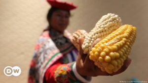 La disputa entre México y EE. UU. por el maíz transgénico se agrava | Las noticias y análisis más importantes en América Latina | DW