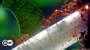 Las hormigas se "apoderaron" del mundo siguiendo a las plantas con flores, según estudio | El Mundo | DW
