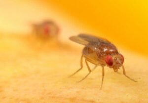 Las moscas de la fruta prueban la existencia de un sexto sabor desconocido: el alcalino | Diario El Luchador