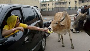 Linchado un musulmán en la India tras ser acusado de poseer carne de vaca
