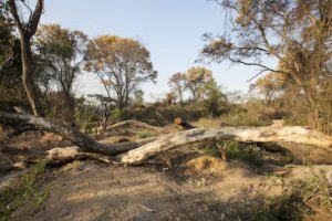 Los bosques desaparecen en las urbes de Zimbabue por la pobreza energética