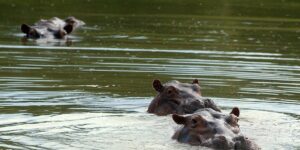 Los hipopótamos de Pablo Escobar se mudan de Colombia
