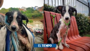 Magdalena: la perrita rescatada por navegantes del río - Otras Ciudades - Colombia