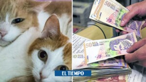 Millonaria multa por abandonar gata y crías: 'Es una de las más altas' - Santander - Colombia