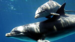 Mueren ocho delfines varados en la costa de Nueva Jersey