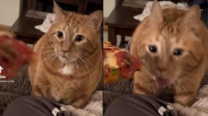 Mujer quiso darle de comer pizza a su gato y la divertida reacción del animal se volvió VIRAL