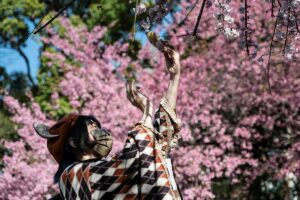 Nuevo rcord: los cerezos florecen en Tokio diez das antes de lo habitual