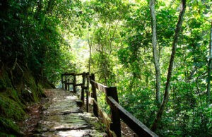 Parque Nacional Guatopo: espacio ideal para excursiones y largas caminatas