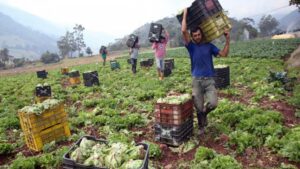 Seniat exonera al sector primario agrícola de pago de IGTF y del IVA