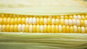 Solicita EE.UU. consultas contra México por maíz transgénico y biotecnológicos