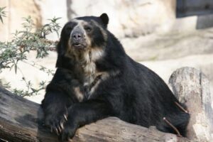 Avistan un oso frontino en Mérida a casi una semana del que apareció en Lara - AlbertoNews