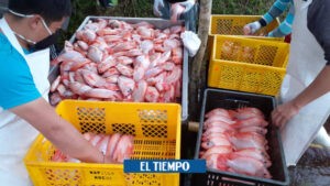 Antioquia: con visceras de pescado logran producir alimento para aves - Medellín - Colombia