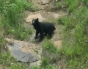 Avistan a segundo oso frontino en menos de una semana en Venezuela