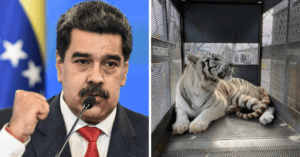 “Bloqueo económico apátrida solo permite que traigamos 4Runners y Tigres de Bengala“ asegura Maduro