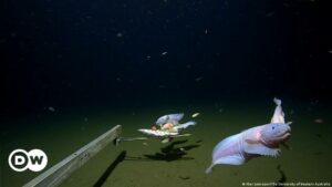 Científicos graban a un pez a 8.300 metros de profundidad, el registro más profundo | El Mundo | DW