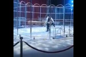 Dos leones escapan en pleno espectáculo de un circo en China