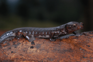 EPM: informó el descubrimiento de una nueva especie de salamandra - Medellín - Colombia
