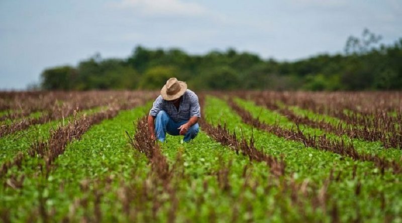 Guárico puede ofrecer 27 rubros para la ZEE Agrícola
