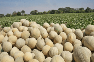 Guárico se convierte en el segundo productor de melón del país |