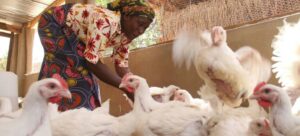 La FAO sale en defensa de los alimentos de origen animal