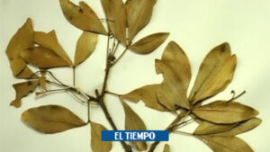 La Guajira: descubrimiento de plantas en Cerrejón - Otras Ciudades - Colombia