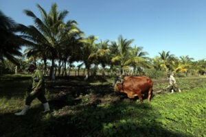 La agricultura circular necesita de mayores estímulos en Cuba