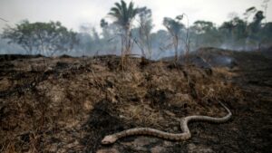 La deforestación de la selva amazónica brasileña aumenta en marzo