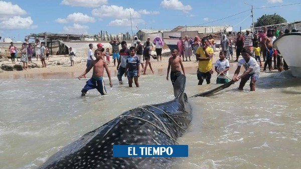 'Pez más grande del mundo' cayó en redes, pero pescadores lo dejaron libre - Cali - Colombia