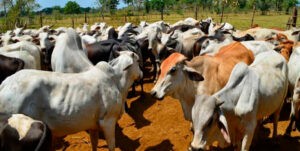 Precio del ganado se ve afectado por «mafias» en la cadena de comercialización – SuNoticiero