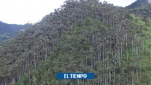 Semana Santa: deforestación de palma de cera afecta aves - Otras Ciudades - Colombia