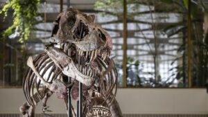 Subastan enorme esqueleto de tiranosaurio rex en Suiza