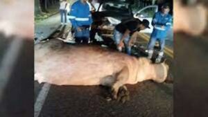 Un hipopótamo de Pablo Escobar muere atropellado en una carretera de Colombia