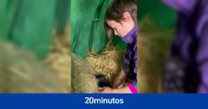 Una madre graba a su hija de nueve años ayudando a una oveja en un parto muy complicado