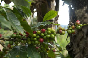 Venezuela comienza a exportar café de especialidad a Japón