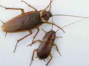 ¿Por qué no es buena idea aplastar cucarachas? expertos advierten el peligro de hacerlos