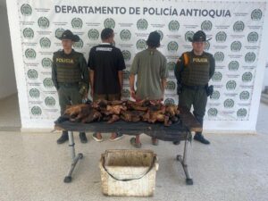 Antioquia: decomisan 50 kilos de carne de chigüiro en el Bajo Cauca - Medellín - Colombia